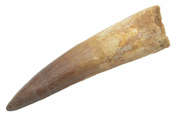 Large, Real Spinosaurus Tooth - Good Quality Tooth #214311